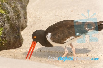 American Oystercatcher, Haematopus Palliatus,  Looking For Food Stock Photo