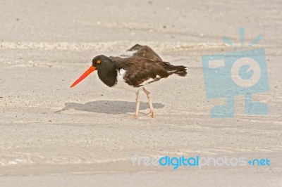 American Oystercatcher, Haematopus Palliatus,  Looking For Food Stock Photo