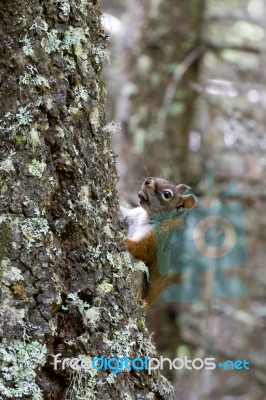 American Red Squirrel (tamiasciurus Hudsonicus) Stock Photo