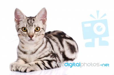 American Short hair Cat Stock Photo