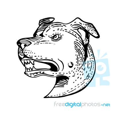 American Staffordshire Bull Terrier Etching Black And White Stock Image