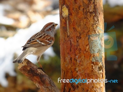 American Tree Sparrow Stock Photo