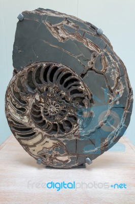 Ammonite (asteroceras Stellare) Early Jurassic Period C. 3047 Stock Photo