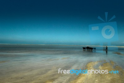 Amphibious Life Stock Photo