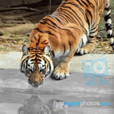 Amur Siberia Tiger Stock Photo