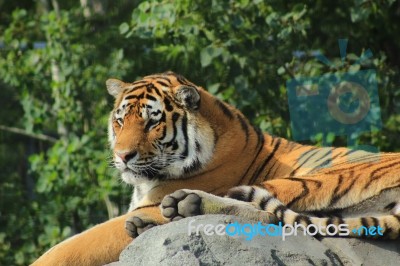 Amur Tiger At A Zoo Stock Photo