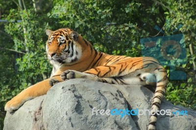 Amur Tiger On A Rock Stock Photo