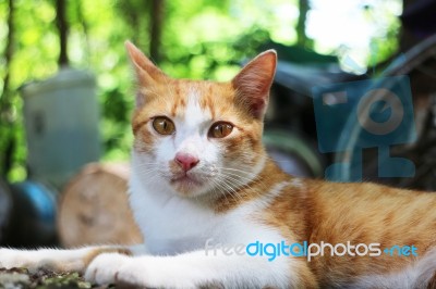 An Adorable Brown-white Cat Lying Down Outdoor Stock Photo