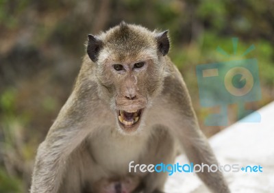 An Angry Monkey Stock Photo