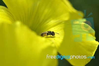 An Ant On A Flower Stock Photo