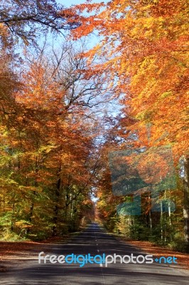 An Avenue Of Beeches Stock Photo