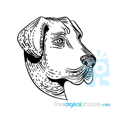 Anatolian Shepherd Dog Etching Black And White Stock Image