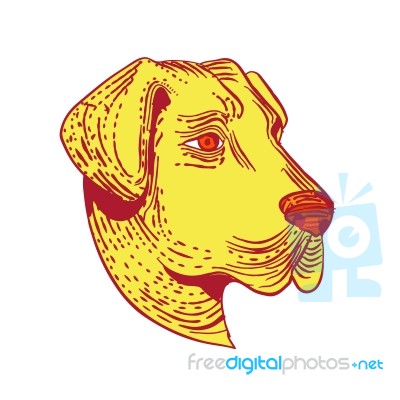 Anatolian Shepherd Dog Head Etching Color Stock Image