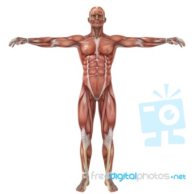 Anatomy Stock Image