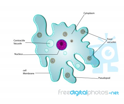 Anatomy Of A Amoeba Stock Image