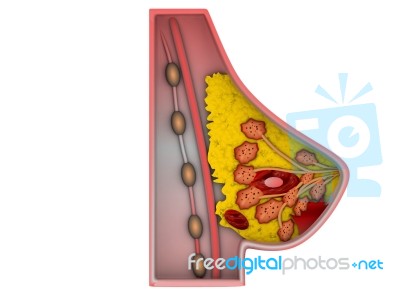 Anatomy Of The Breast Stock Image