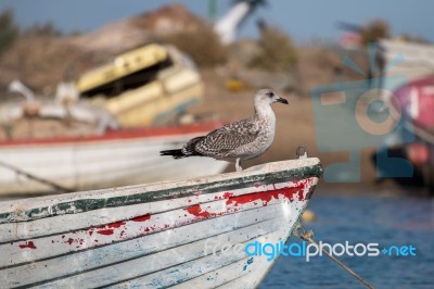 Anchored Boat With Seagull Stock Photo