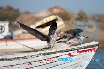 Anchored Boat With Seagulls Stock Photo