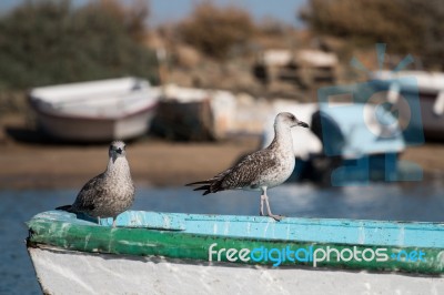 Anchored Boat With Seagulls Stock Photo