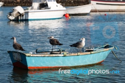 Anchored Boat With Seagulls Stock Photo