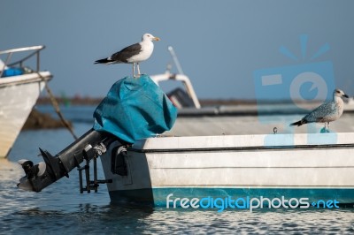 Anchored Boat With Seagulls Stock Photo