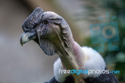 Andean Condor (vultur Gryphus) Stock Photo