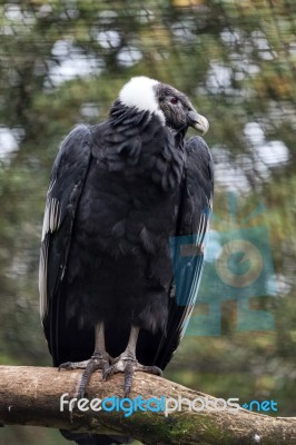 Andean Condor (vultur Gryphus) Stock Photo