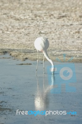 Andean Flamingo In The Salar Stock Photo