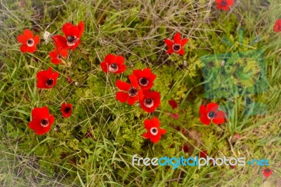 Anemones Stock Photo