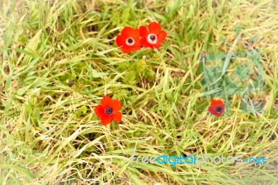 Anemones Stock Photo