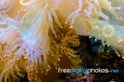 Anemones, Organism Of The Sea Stock Photo