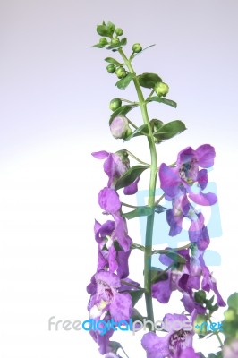 Angelonia Flower Stock Photo