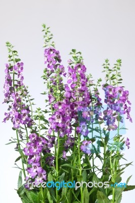 Angelonia Flower Stock Photo