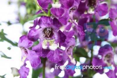 Angelonia Flower Stock Photo