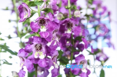 Angelonia Flower Stock Photo