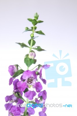 Angelonia Flower Stock Photo