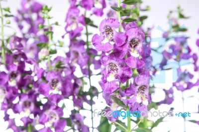 Angelonia Flower Stock Photo