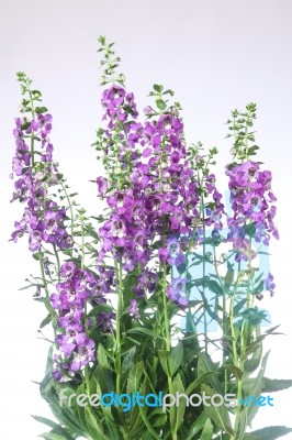 Angelonia Flower Stock Photo