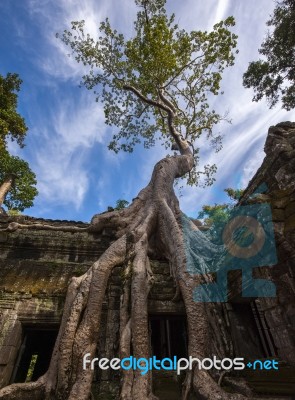 Angkor Ta Prohm In Cambodia Stock Photo