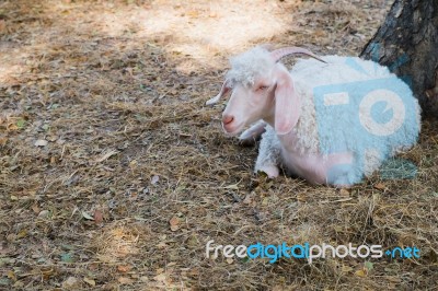 Angora Goat Stock Photo