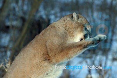 Angry Cougar Stock Photo