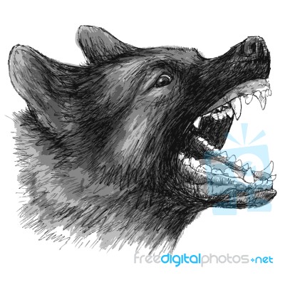 Angry German Shepherd Hand Drawn Stock Image