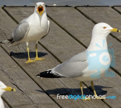 Angry Gull Is Screaming Stock Photo