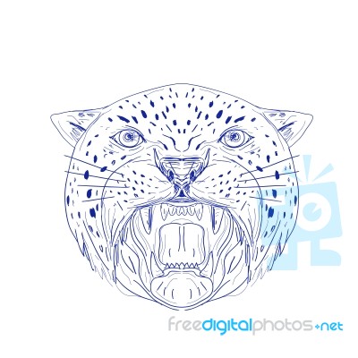 Angry Jaguar Head Drawing Stock Image