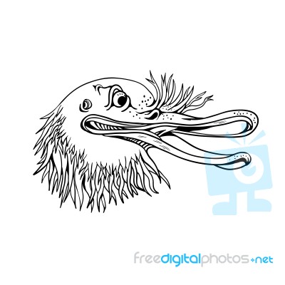 Angry Kiwi Bird Head Cartoon Black And White Stock Image