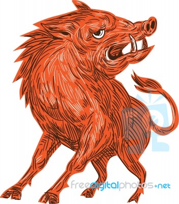 Angry Razorback Ready To Attack Drawing Stock Image