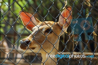 Animal Stock Photo