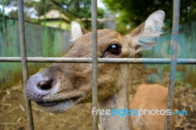 Animal Stock Photo