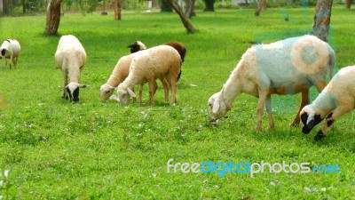 Animal Activity Stock Photo