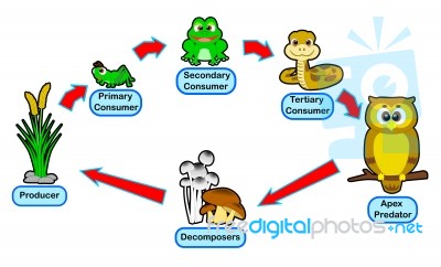 Animal Food Chain Live Circle Stock Image